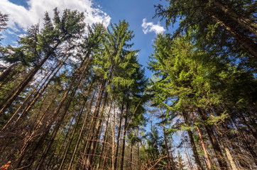 Fototapeta premium Forest scene in the Spring 2