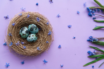 Top view of Quail Easter small fresh organic eggs on nest with small violet flowers on lilac background with copy space.