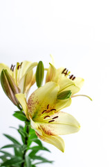 Asian Lily