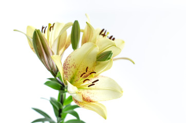 Asian Lily 2