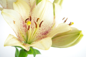 Asian Lily 3