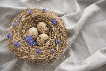 Quail Easter Eggs in bird nest on natural linen textile background with copy space. Spring, Easter and healthy organic food concept. Zero waste natural Easter decorations.