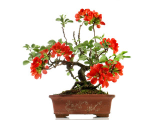 Quince Bonsai with red Blossoms in a Brick Pot isolated on white Background