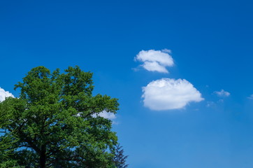 Obraz premium Green tree with sky and clouds