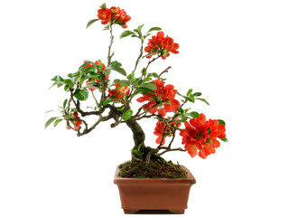 Quince Bonsai with red Blossoms in a Brick Pot isolated on white Background