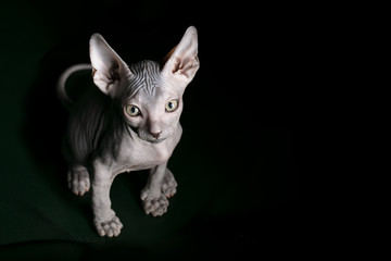 Sphynx kitten. Beautiful bald cat on a dark background. An unusual animal of a rare breed.