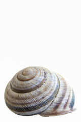 Snail house shell