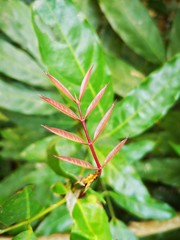 Sprouting leaves, small red leaves. There are green leaves in the background.