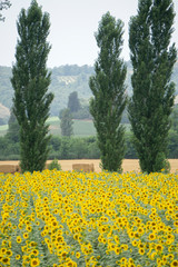 Sunflower field in Buonconvento Tuscany Italy