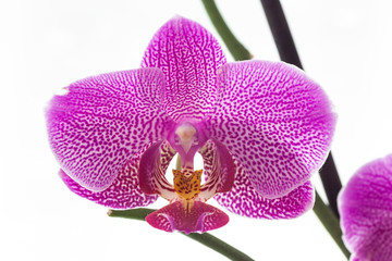 Orchid flower close up
