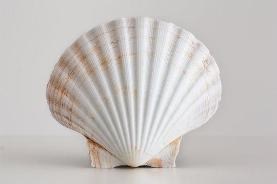 Empty shell