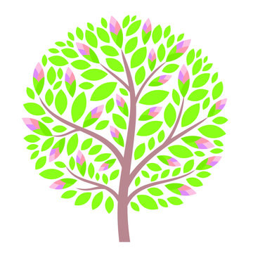Blooming tulip tree at springtime illustration with green leaves and buds isolated vector image on white background