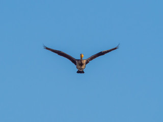 カワウ Great Cormorant 1