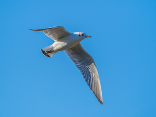 カモメ  Seagull 3