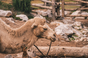Zoo camel