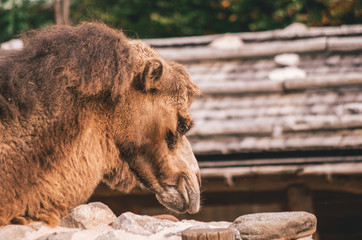 Zoo camel