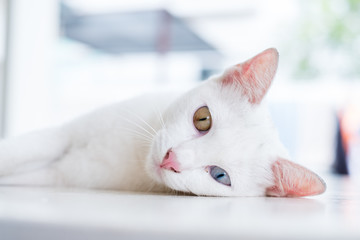 The White Cat Two Eyes Colours Thai Cat