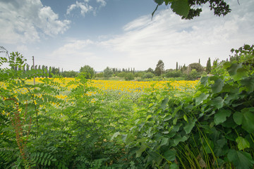 Sunflower field in Buonconvento Tuscany Italy