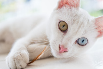 The White Cat Two Eyes Colours Thai Cat