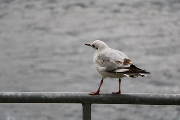 pigeon