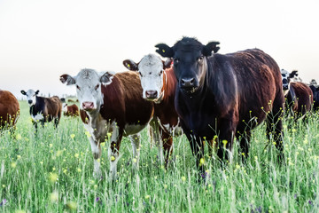 Cattle in Argentine countryside, Pampas, Argentina
