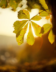 Chesnut leaf against the sun