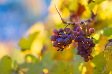 Grape bunch on a vine in autumn harvest time