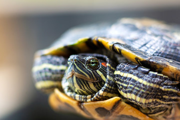 Obraz premium Red Eared Terrapin - Trachemys scripta elegans. Red eared slider turtle in the summer sunlight