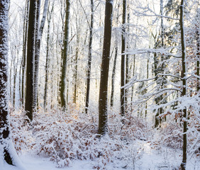 Fototapeta na wymiar Winter snowy forest scene with sun rays in the background
