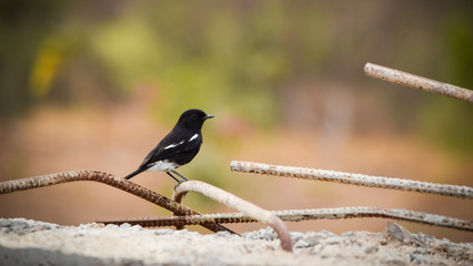 Oriental magpie-robin