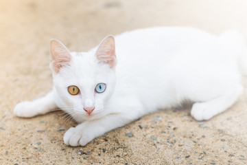 The White Cat Two Eyes Colours Thai Cat