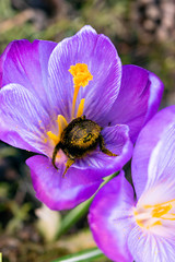 Spring nature awakening with first purple crocus flower and fuzzy bumble bee with pollen on legs...