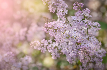 Lilac tree background. Spring branch of blossoming lilac. Spring background.