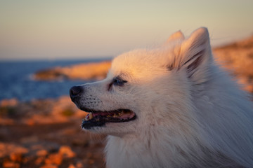 happy samoyed dog standing outdoors at sunset at the stone beach in the summer