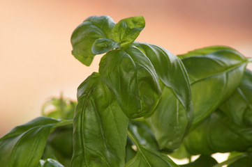 Basilikum Ocimum basilicum Freisteller im Blumentopf