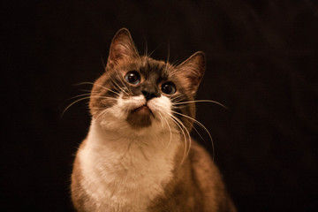 cat on black background