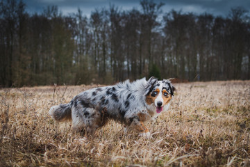 Dog australian shepherd blue merle looking on german inner border