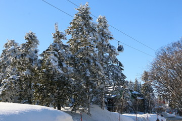 snowy trees in winter noel