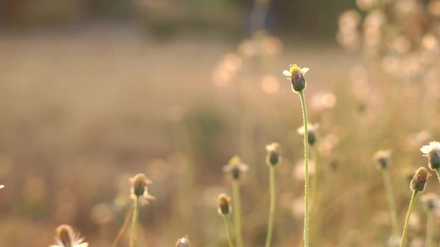 Flower mexican daisy (coatbuttons) on side of road and bokeh from the sunlight with a soft breeze in evening close-up.