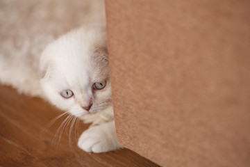 White kitten with bright eyes looks from behind the sofa.