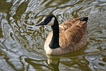 Goose swimming in abstract patterned water