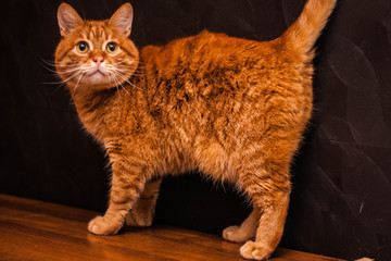 Fototapeta na wymiar red cat with green eyes