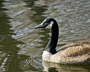 Goose swimming in abstract patterned water