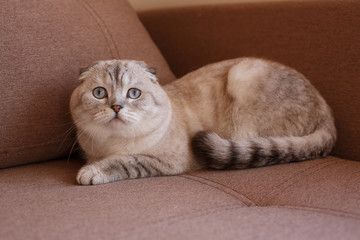 A purebred lazy cat of the British Scottish breed of ash color lies on a bed and rests.