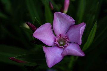 Nahaufnahme einer lila Blume