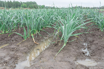 Leek plants growing near wet trench and wet soil at farm in Washington, USA
