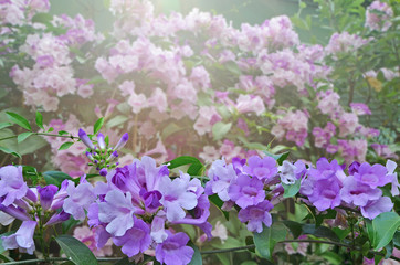 Fototapeta na wymiar Beautiful violet flowers and leaves of garlic vine tree in the park