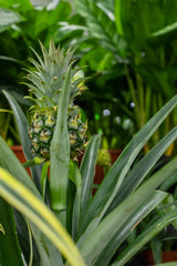 Obraz premium The green pineapple fruit is hiding in the foliage. Natural Ananas comosus pineapple fruit in a tropical greenhouse