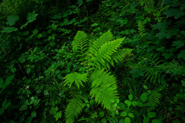Fototapeta na wymiar Green bush of fern leaves in the forest overcast day summer