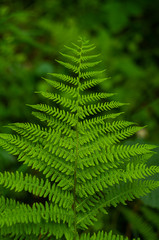 Fototapeta na wymiar Green fern leaf close up in the forest shallow dept of field